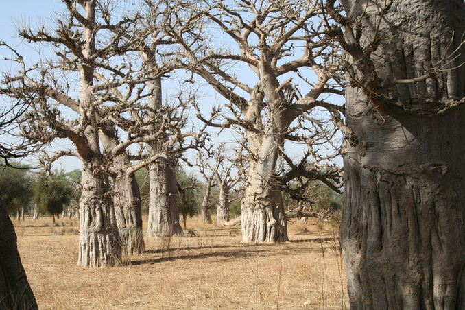 Groves of baobabs marked sites of early human settlements