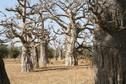 #8: Groves of baobabs marked sites of early human settlements