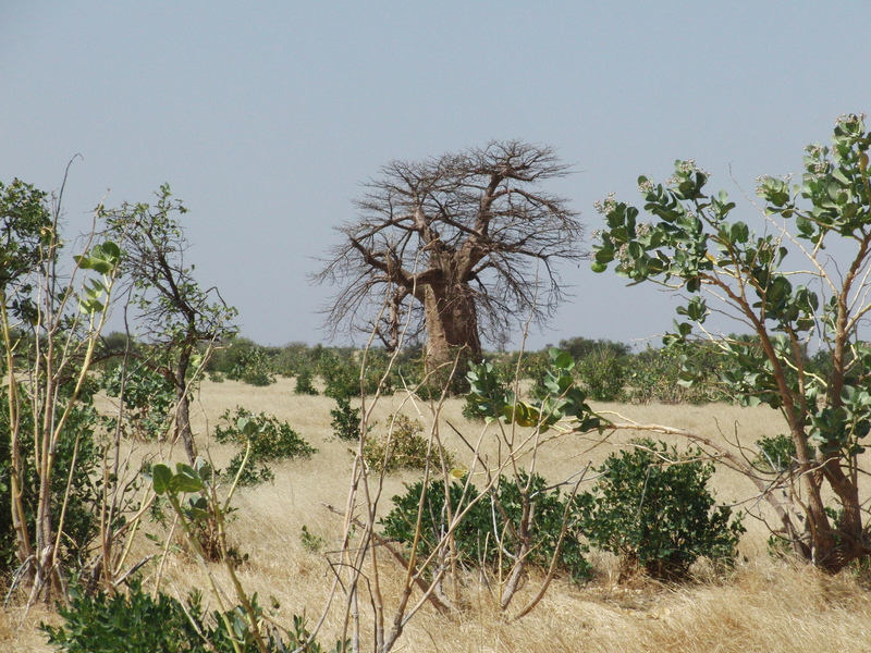 Baobab northward