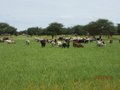 #10: Cattle are highly valued by local people