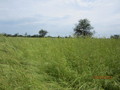 #2: Grassland to the North of the CP