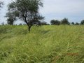 #3: Grassland to the East of the CP