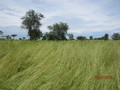 #4: Grassland to the South of the CP
