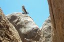 #10: Owl on the top of Jabal Nawri