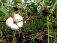 #9: Cotton plant