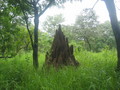 #9: Termite hill on the way