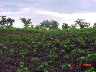 #1: The cotton field in Togo at 10N 1E