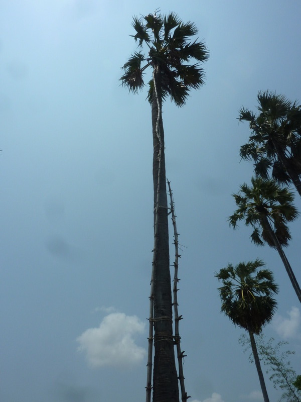 Would you climb this for some palm sugar?