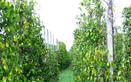 #3: View to the North - Pepper plantation