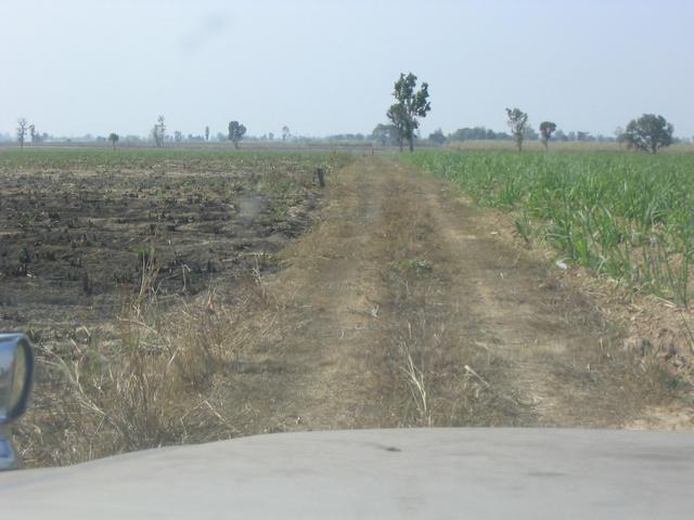 Road through sugarcane fields
