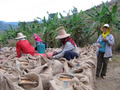 #8: There were some 8 tones of corn in 100kg sacks