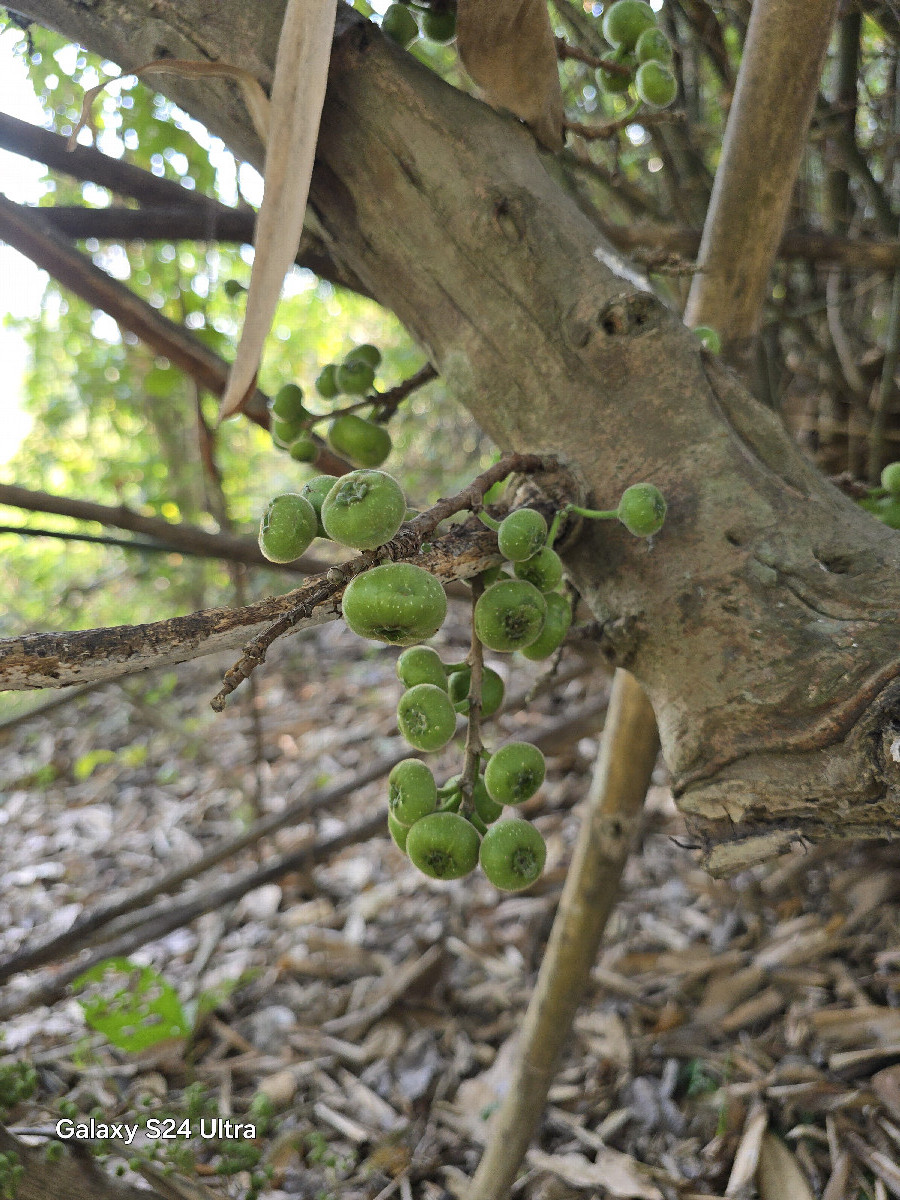 Cluster figs