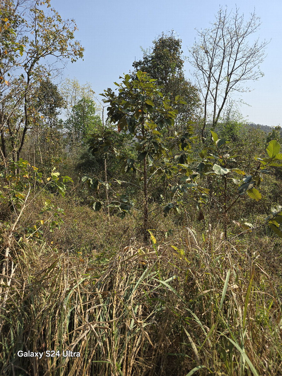 A dense tree line