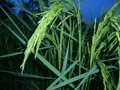 #9: Rice plants