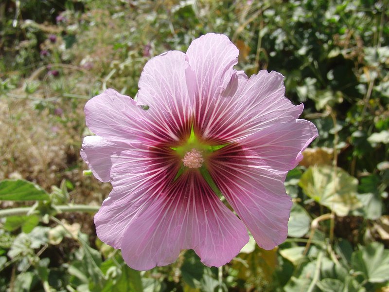 Malva flower