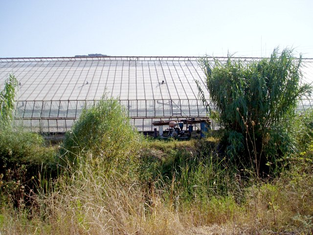 West, looking towards the glasshouse