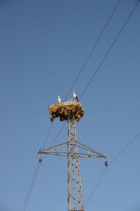 Bird nest on a pylon, on the road coming back from the CP