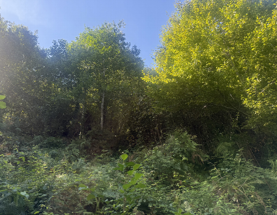 View to the West