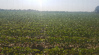 #2: Cotton field to the East