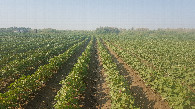 #3: Cotton field to the South