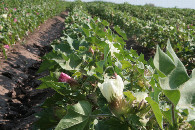 #6: cotton plant at confluence point