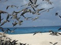 #8: Sea birds at Latham Island