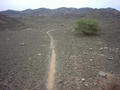 #3: Animal track and bush nearby the Confluence