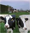 #5: Cows interested