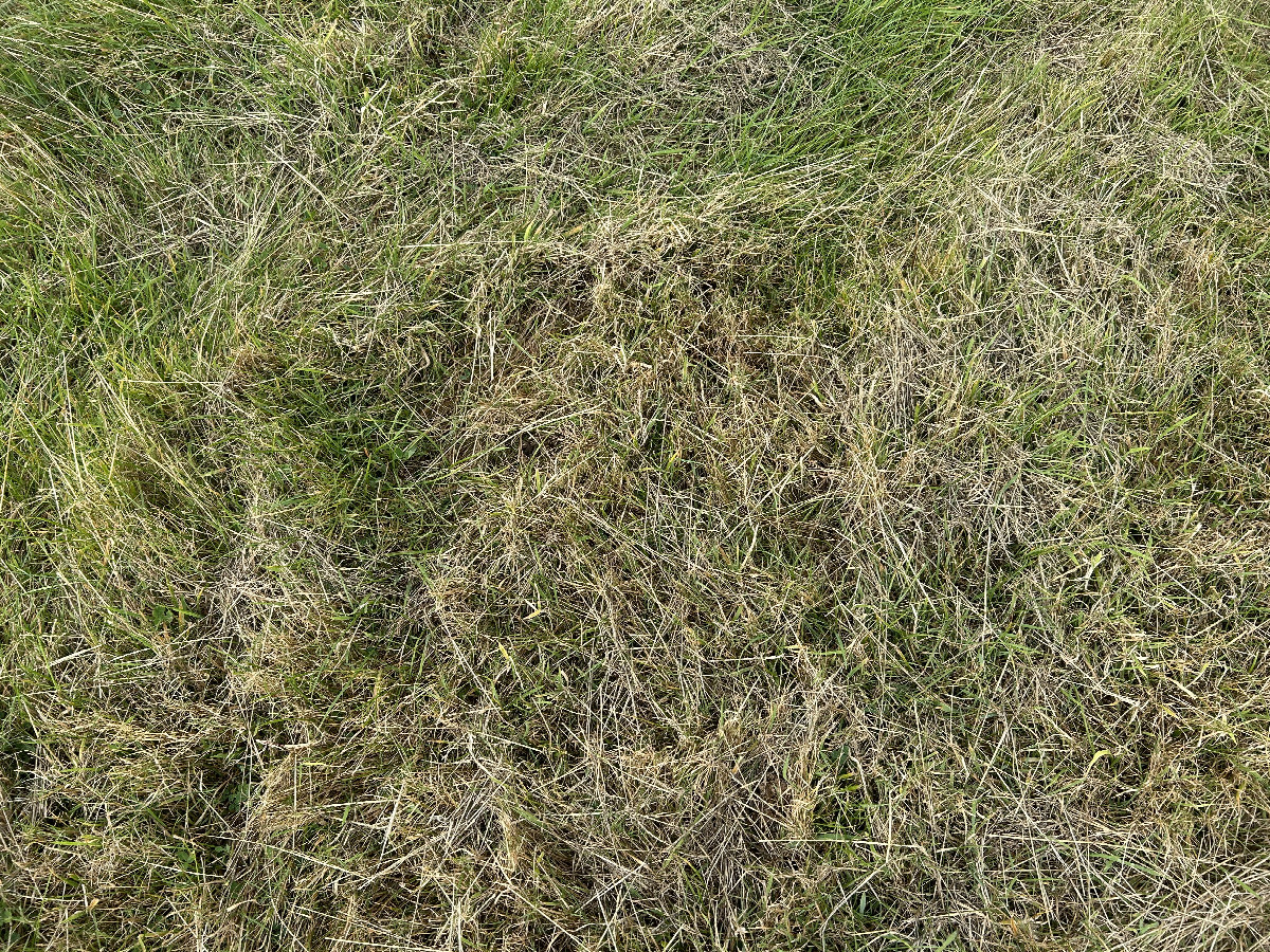 Ground cover at confluence point. 