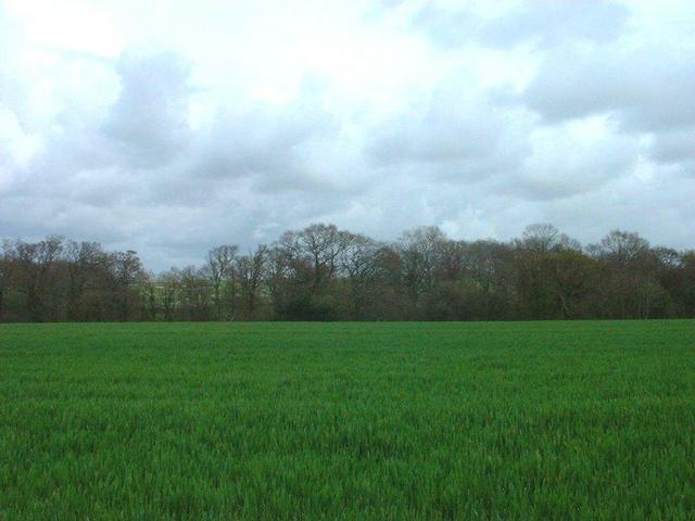 East toward the confluence, 52m away in the new crops