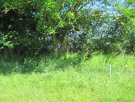 #7: hedge before solar park