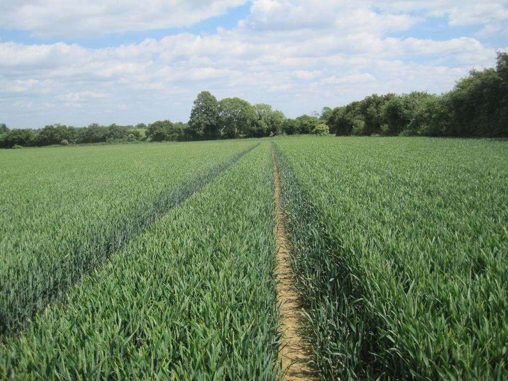 in field following wide tractor tracks on way back