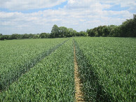#6: in field following wide tractor tracks on way back