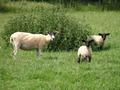 #9: sheep at the confluence