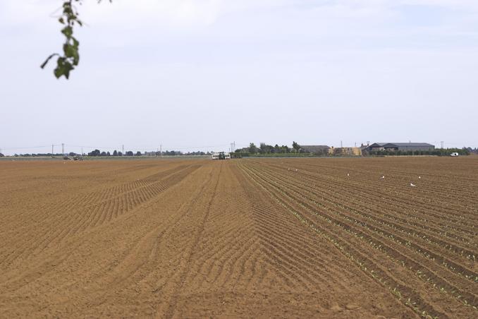 General view - crop planting taking place.