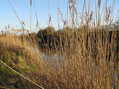 #5: Reeds in the drainage canal--Cowbridge Drain--looking east.