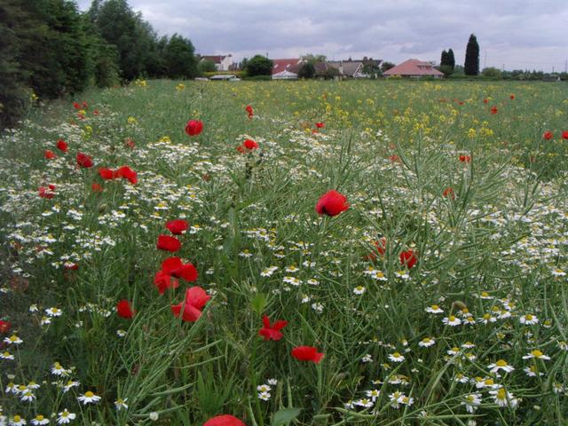 Flowers in the fields