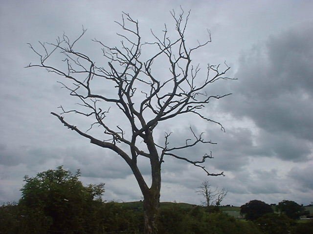 Lightning tree at Harewood Hall Farm