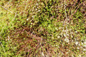 #7: Ground cover