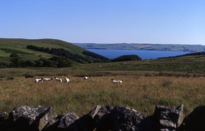 View on Loch Ryan from 1 km west of the CP