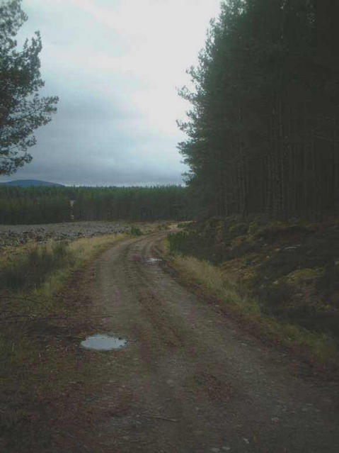 The track through Inshriach Forest