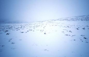 #1: The spot. Snow covered heather.
