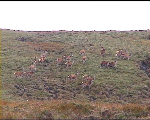 Encounter with a herd of deer