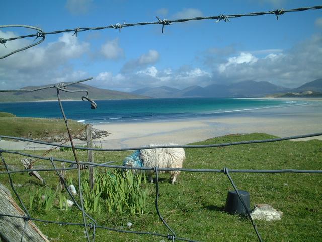 just another beach.....and sheep