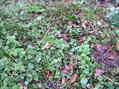 #4: Ground cover at the confluence site in northern Wales.