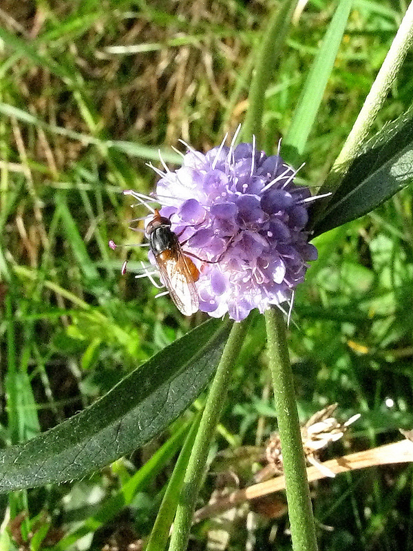 A purple flower with a fly found in the meadow.