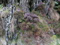 #9: Wild flowers, heather and ferns growing in the rocks along the grassy path beyond the confluence.