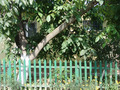 #5: Looking East – somewhere behind the garten fence or at the wall there is the confluence