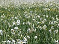 #8: Долина Нарциссов / Daffodils valley
