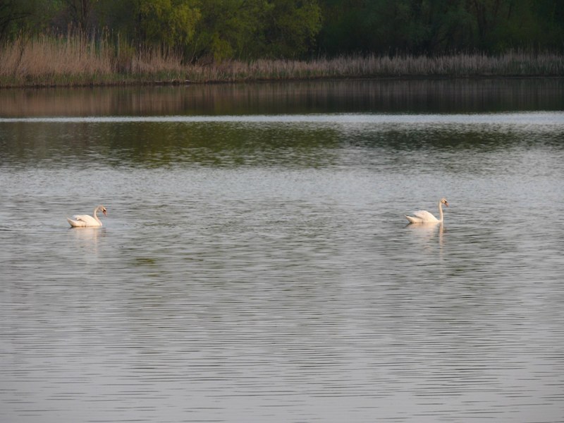 Лебединое озеро / Swan lake